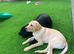 Springador puppies