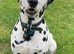 *PROVEN* KC reg black spotted handsome William