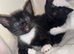 3 beautiful kittens for sale