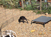 Whippet lurcher pups