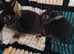 Baby rabbits ready now