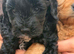 F1B Toy Cockapoo puppies 2 left