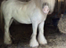 13&rsquo;1 - 17yo - mare