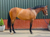 4yo 16hh Connie X TB