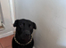 Puppy staffy mixed with Belgium Malinios