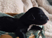 Australian Labradoodle puppies - health tested