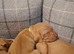 Champion Bred Hungarian Vizsla Puppies 0.9% COI 5 Generation KC Registered