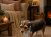 Minture jack Russell female