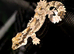 Kuhls Flying Geckos CB26 x2