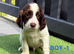 Goregous Litter of Springer Spaniels