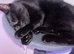 Beautiful Black Cat — Needs Loving Forever Home — 8 Months Old