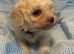 Cavachon puppies