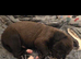 Mum is a spaniel cross staffy and Dad is a chocolate lab