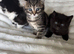 3 kittens