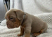 Old Tyme English Bulldogge puppies