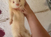 Albino semi angora Jill