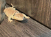 Male Collard Lizard at Birmingham Reptiles