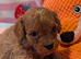 Extensively health tested F1 cavapoos