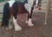 4 years old 14hh cob gelding