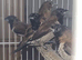 Black-faced Munia
