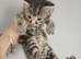 3 x male ragdoll x tabby kittens