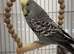Bonded Pair Male Female Budgies