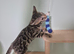 TICA Registered Bengal Kittens – 1 Girl & 1 Boy Available for reservation now. ️