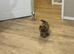 Pomeranian puppy&rsquo;s