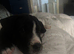 Bulldog X collie puppy