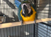 SILLY TAME BABY MACAWS