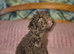 Maltipoo Maltese x toy poodle