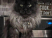 Waiting list open main coon kittens due in 3 weeks