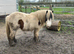 Mini Cob