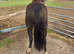 !12hh show/family pony!