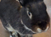 6month female bunny
