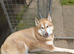 Dog require good home