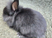 Netherland x Mini Lion Lop