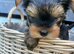 Miniature Yorkshire terrier