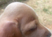 Dachshund puppies for sale