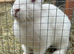 Rabbits