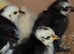 PEKIN CHICKS AND GROWERS,
