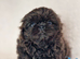 Stud only Small Imperial Blue Shih Tzu Stud KC Reg in Bristol