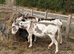 Jenny Donkeys