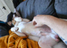 4yr old Parson Jack Russell