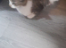 Kittens for sale