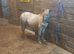 Reg British Spotted Pony yearling colt