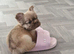 FLUFFY FRENCH BULLDOG - FOREVER HOME WANTED