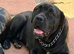 Cane corso pups