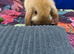 Mini lop male