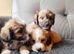 Lhasa-chon puppies for sale